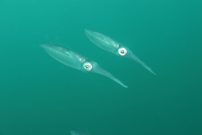 撮影者：《館山ダイビングサービスSARA》JUMBOさん、撮影スポット：「トライアングル」水深７m