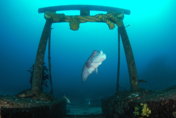 撮影者：船木麻美さん、撮影日：2026年２月５日、撮影スポット：「高根」、生物：鳥居とコブダイのオス