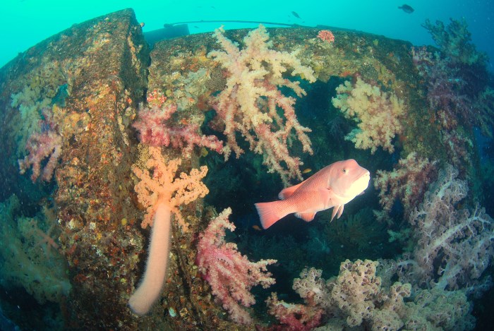 撮影者：船木麻美さん、撮影日：2026年２月５日、撮影スポット：「ドリーム」、生物：ソフトコーラルとコブダイのメス、撮影時の状況：緩やかな流れがあり、ソフトコーラルが元気に開いていました