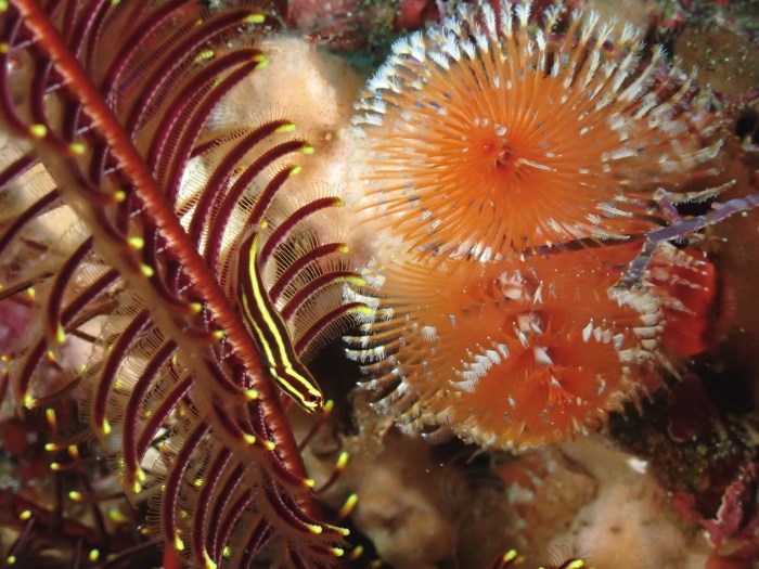 撮影者：石塚雅美さん、撮影日：2026年２月22日、撮影スポット：「新漁礁」、生物：タスジウミシダウバウオとイバラカンザシ、撮影時の状況：きれいに開いているイバラカンザシのちょうど真横にウバウオが来てくれて、最高のシチュエーションでした。