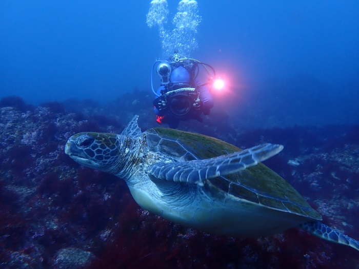 撮影者：ゆうさん、撮影日：2026年１月頃、撮影スポット：「大根」周辺、生物：アオウミガメ