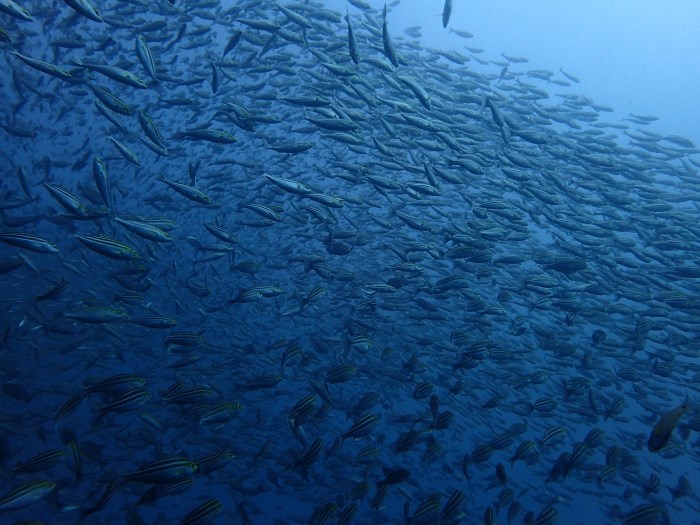 撮影者：《西川名ダイビングサービス》寺本拓海さん、撮影日：2025年８月、撮影スポット：「サメ穴」周辺、生物：イサキの群れ