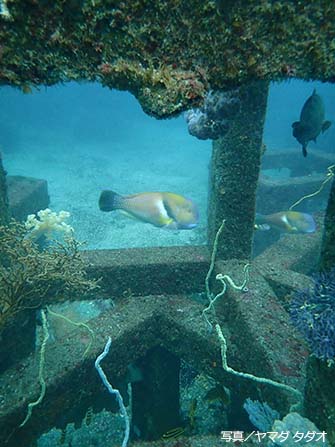 「沖魚礁」の漁礁越しにイラの小さな群れを撮りましたが、最後尾の画像になってしまいました……