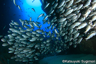 まるで海底から湧いて出てきたような魚群。ココ島の海は、世界屈指の魚影の濃さを誇る