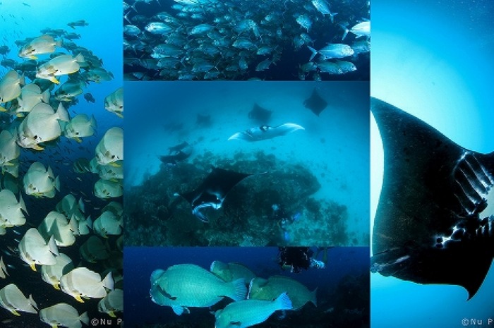 見どころたっぷりなインドネシア、ラジャアンパット