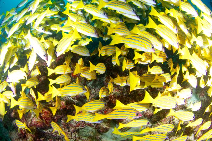 ヨスジフエダイがこれでもか！というぐらい群れているスポットも王道ルートに