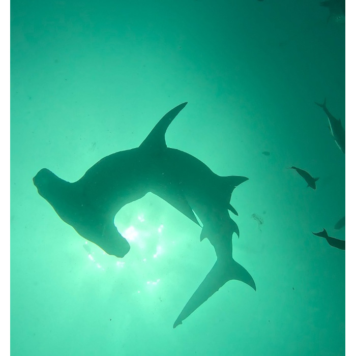 大きなハンマーヘッドシャークに会えることも！