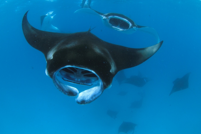 マンタトレインと呼ばれるシーンも狙える！