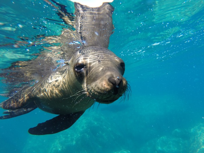 毎年9月から11月頃までは赤ちゃんアシカが！　好奇心たっぷりに「遊ぼ♪」といわんばかりにダイバーに近寄ってきます