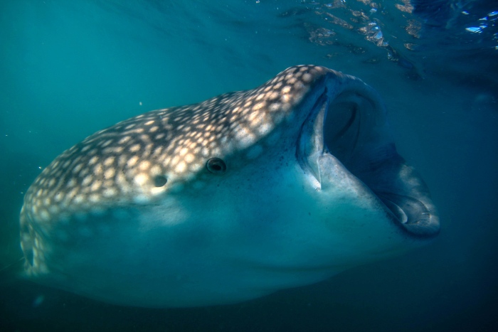 ジンベエザメが現れることも！