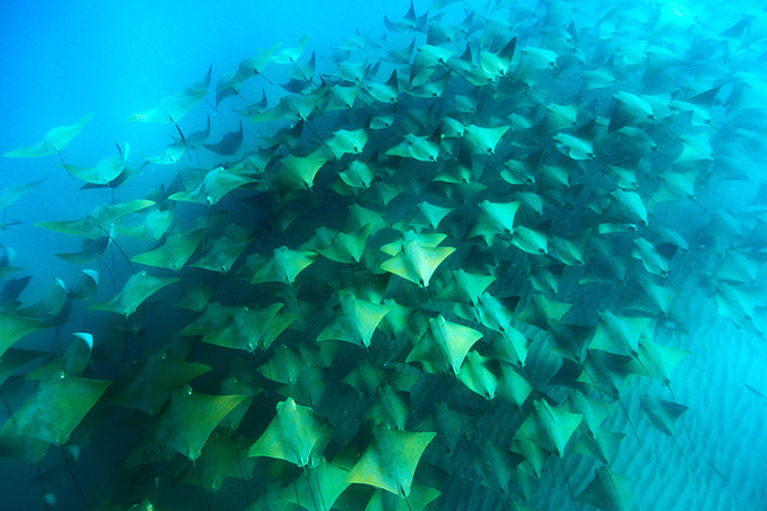 6月の「モブラ＆シャチサファリクルーズ」では、迫力たっぷりなモブラの超大群が期待できます