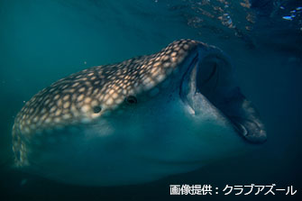 水面下でプランクトンを捕食するジンベエザメ。撮影/ラパス