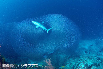 魚群の中を悠々と通るシャーク!