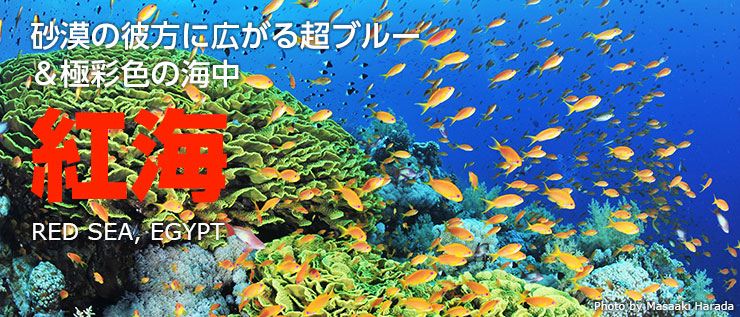 エジプト 紅海ダイビング旅行8日間徹底レポート エジプト 海外 エリア情報 Marine Diving Web マリンダイビングウェブ