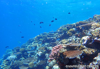 サメに気を取られてしまいますが、サンゴ礁も美しいフィジー