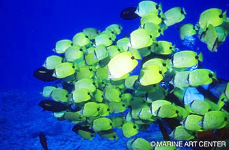 世界一人気のビーチリゾート ハワイでダイビング オアフ島 ハワイ島 マウイ島の潜り方 エリア情報 Marine Diving Web マリンダイビング ウェブ