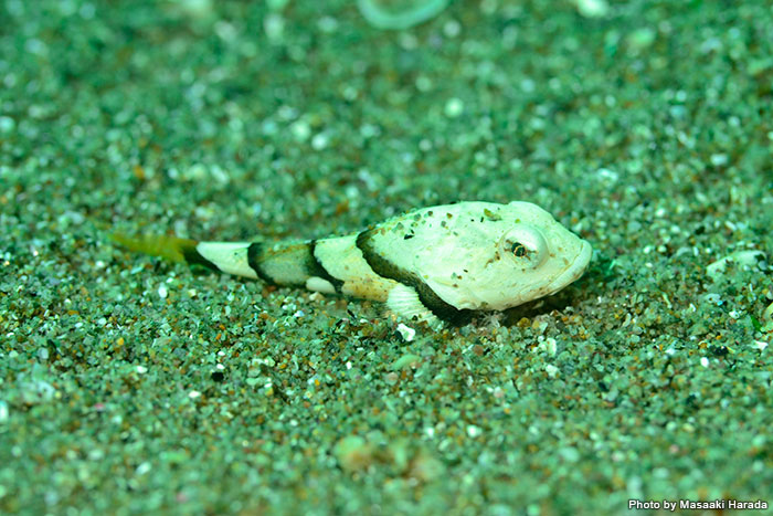 砂地をよ～く見てみると、発見したのはヤセカジカの幼魚。