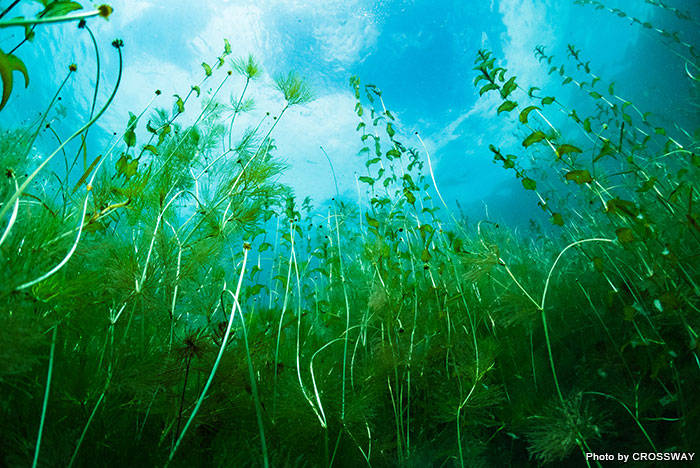 夏の支笏湖で見られる、水中に咲く花・梅花藻（バイカモ）