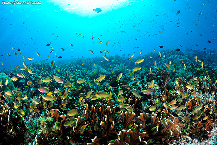 「Melissa’s Garden（メリッサ・ガーデン）は、世界で最も美しいサンゴ礁の一つと考えられています。また、ラジャアンパットの海域で最古のサンゴ礁ともいわれています。見られる生物も大物からマクロ生物までさまざまです。