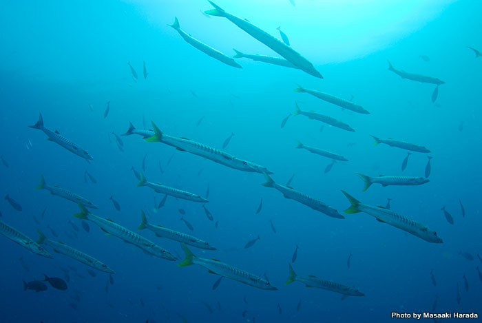 「Cape Kri（ケープ・クリ）」は、ここだけで見られる魚種の最多レコード（374種）を出している最強スポットの一つです。