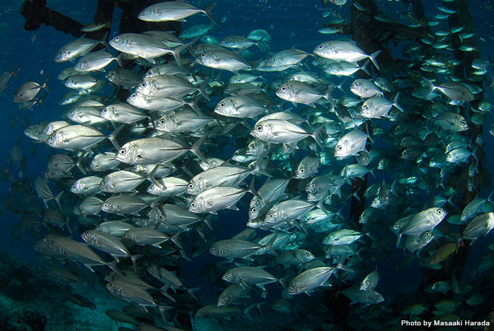ラジャアンパットは巨大な魚群がたくさんのスポットで見られることでも知られています。「Cape Kri」「Sardines」「Blue Magic」「Chicken Reef/Bay（チキンリーフ／ベイ）」「Sauwandarek Jetty （サウワンダレク・ジェッティ）」「Lau Lau Reef」「Mios Kon（ミオスコン）」「Mike’s Point（マイクスポイント）」などが大物・魚群スポットとして人気です。