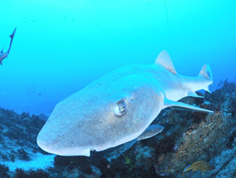 ボートのラダーは魚の骨のような形状になっていて、フィンを履いたままでも上りやすく、ビギナーダイバーでも安心してエグジットできる。また、水中でスタッフがサポートしてくれるので慌てる必要はまったくなし!
