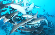 伊戸の海はサメも群れもウミウもパワー増し増し！