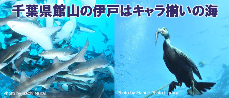 “伊戸マスター”に!!! 私はなるっ!!!!