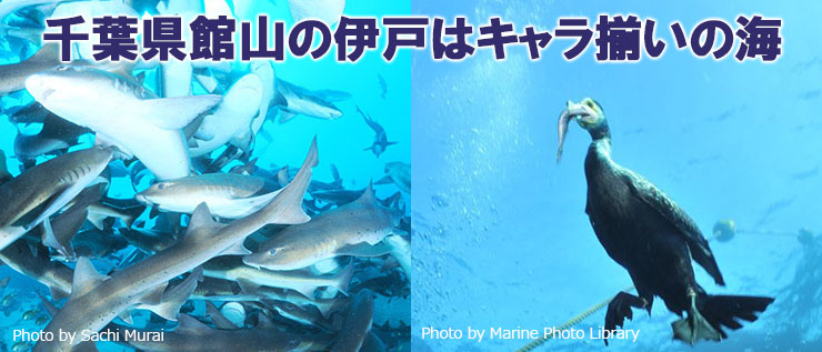 伊戸ダイビングでサメと0距離 世界が注目 伊戸に行くべき4つの理由 エリア情報 Marine Diving Web マリンダイビングウェブ
