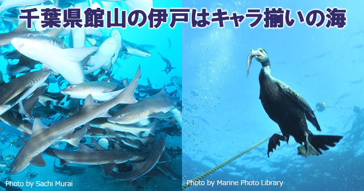 伊戸ダイビングでサメと0距離 世界が注目 伊戸に行くべき4つの理由 エリア情報 Marine Diving Web マリンダイビングウェブ