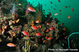 熱海では、他のダイビングエリアと比べて比較的浅い水深でサクラダイを観察できる。「ビタガ根」