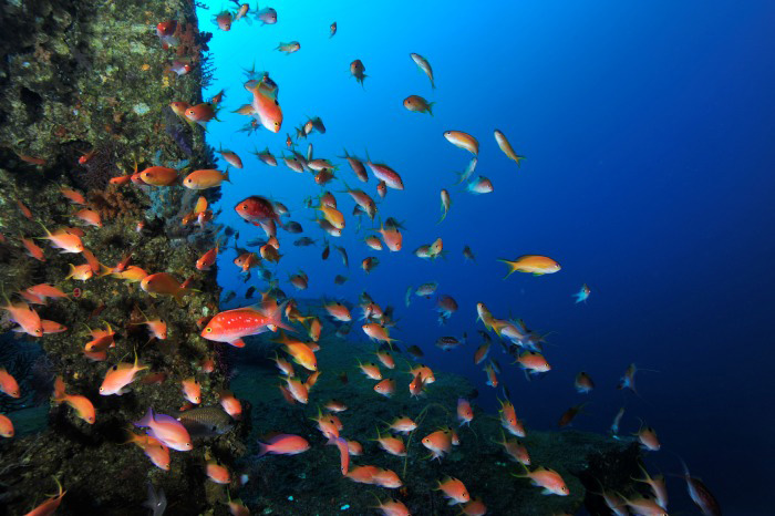 沈船の周りには赤くて色鮮やかなサクラダイのオスも多い