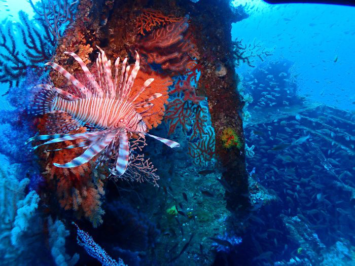 船体にはびっしりソフトコーラルが。光を当てるとその鮮やかさにびっくり! ミノカサゴもフォトジェニック