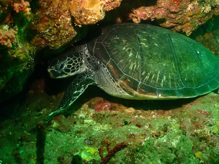 岩陰に挟まってひと休みしているアオウミガメ