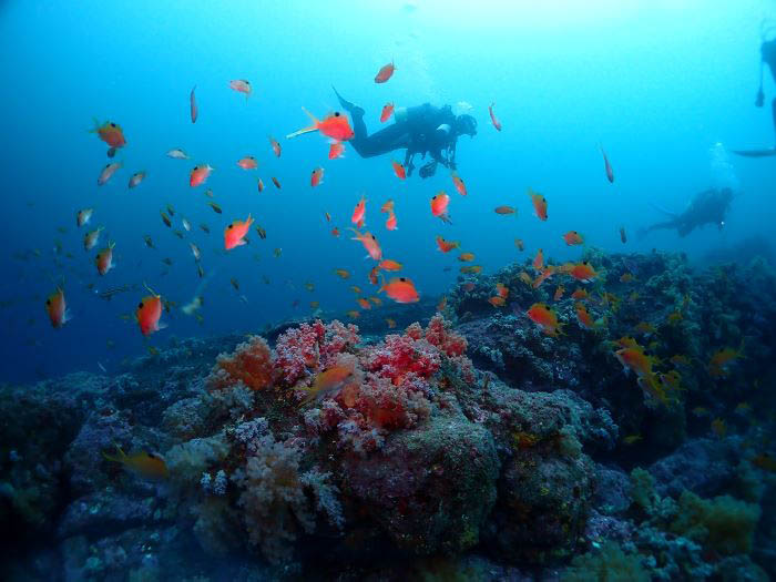 「ビタガ根」でもカラフルな海中シーンが楽しめます