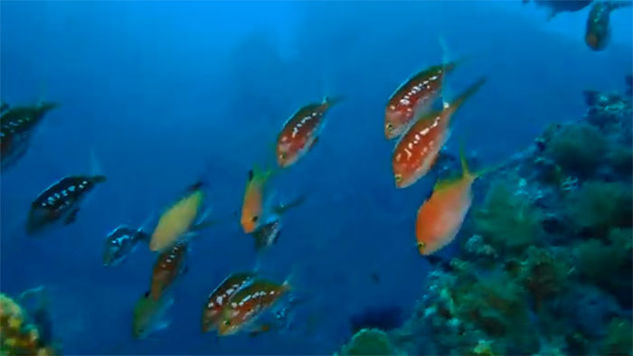 サクラダイはここでもよく見られます