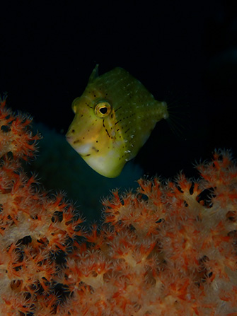 アオサハギの幼魚