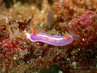 小さなフジイロウミウシ