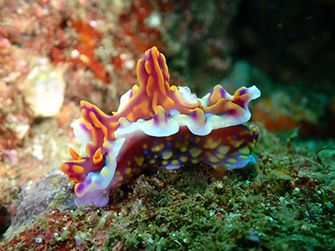 凹凸がユニークなミアミラウミウシ