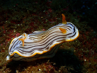 橙色の触角、二次鰓が鮮やかなクロスジウミウシ