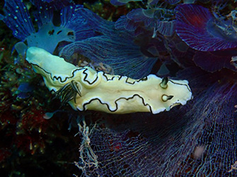 黒い縁取りが目印、キイロウミウシ