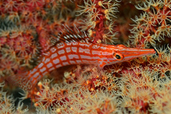 泳いでいくこともできなくはないけれど、Lefeetを使えば遠くのクダゴンベもラクラク♪