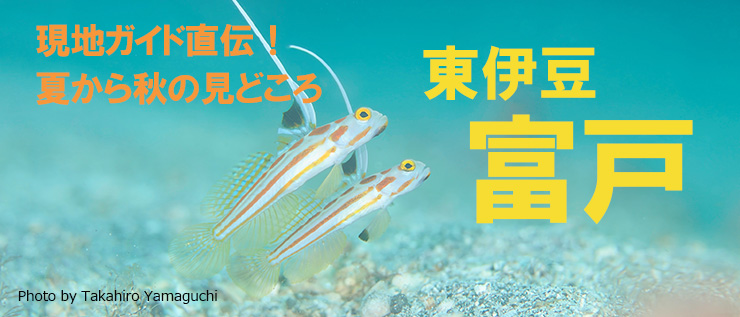 東伊豆・富戸ダイビングの夏から秋の見どころ