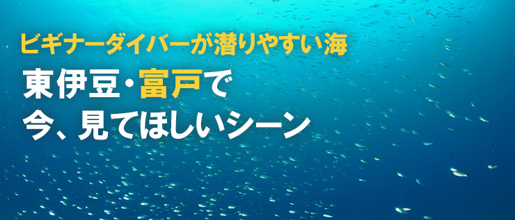 東伊豆・富戸で今、見てほしいシーン 