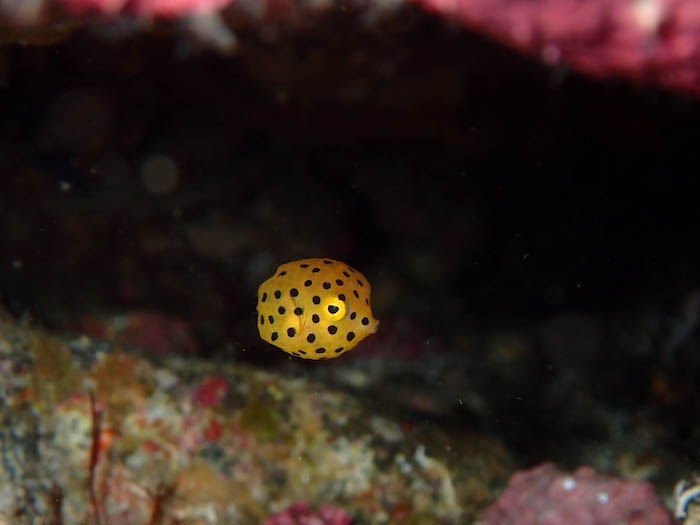 かわいらしいミナミハコフグも季節来遊魚として毎年のようにやってきます