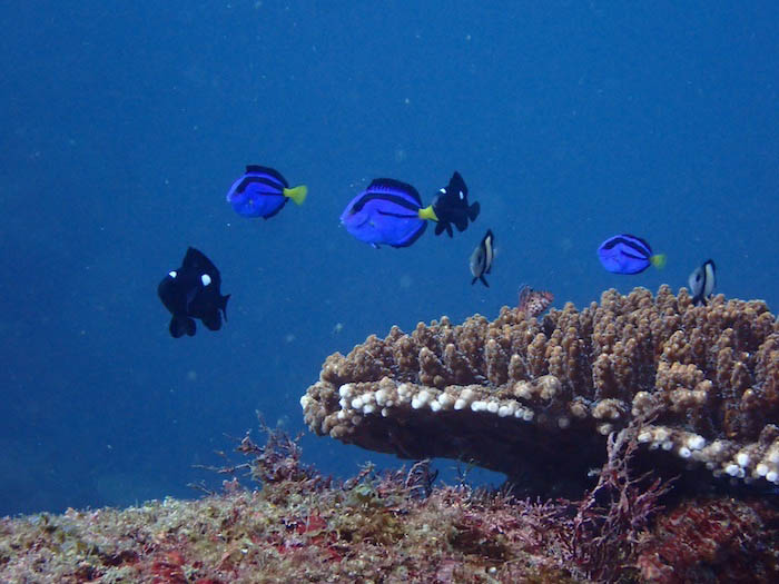 テーブルサンゴの上をふわふわ漂う、季節来遊魚であるナンヨウハギの幼魚