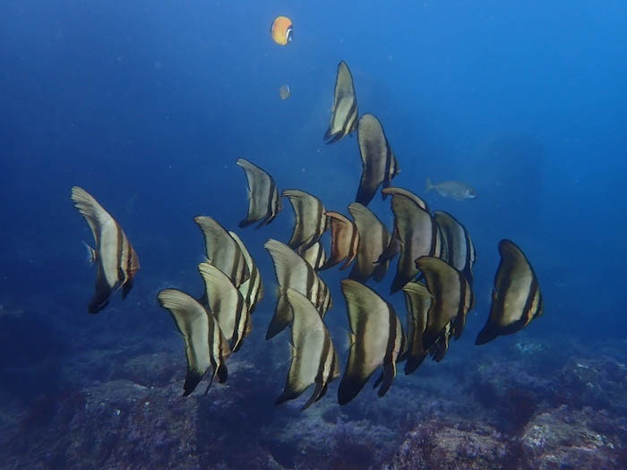 「ヨコバマ」のナンヨウツバメウオの幼魚。表層を漂う様子はまるで枯葉のようです