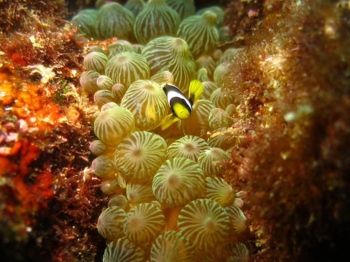 クマノミの幼魚。これほど多種多様な生物がやってくる海はなかなかない！