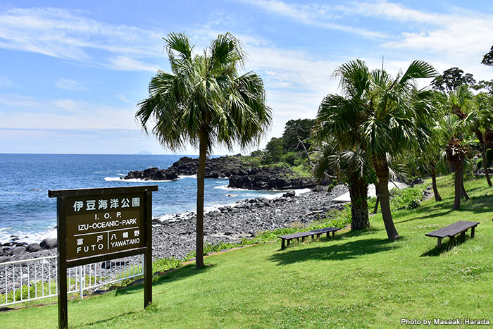 伊豆海洋公園ダイビングセンターの広大な庭