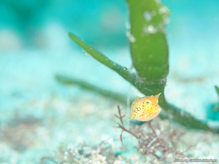 「春になると、水温が上昇してきて“幼魚の季節”が到来。キュートな顔と海藻に隠れるかわいい姿はいつ見ても癒されます」とは、撮影者の篠原聡さん。ウミスズメの幼魚